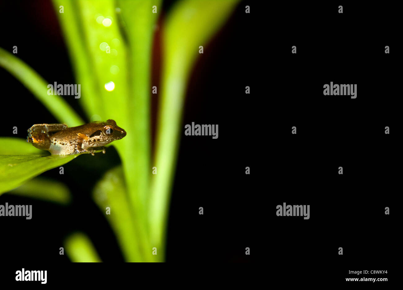 Piccolo Rospo Rana su foglie verdi Foto Stock
