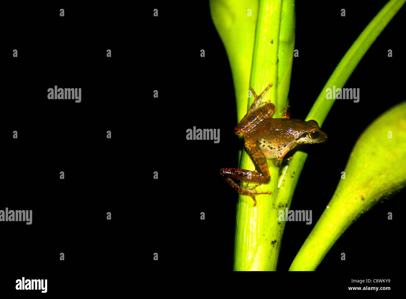 Piccolo Rospo Rana su foglie verdi Foto Stock