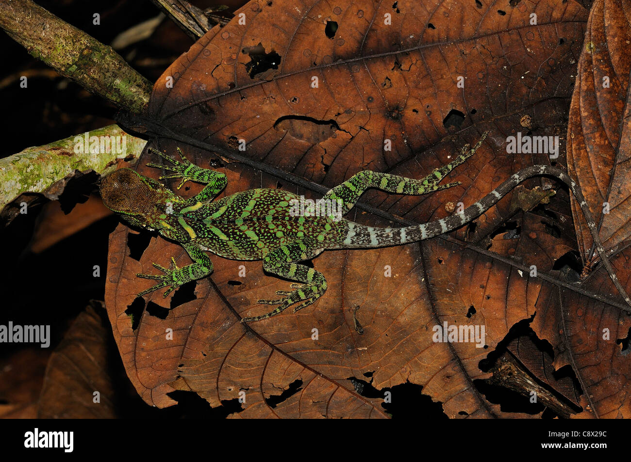 Foresta Amazzonica Dragon (Enyalioides specie) tra i rifiuti sul suolo della foresta, Yasuni National Park, Ecuador Foto Stock