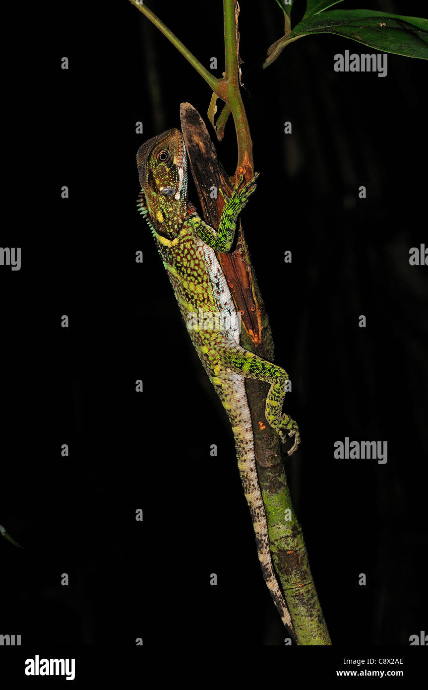 Foresta Amazzonica Dragon (Enyaliodes specie), a riposo sul piccolo ramo, Yasuni National Park, Ecuador Foto Stock