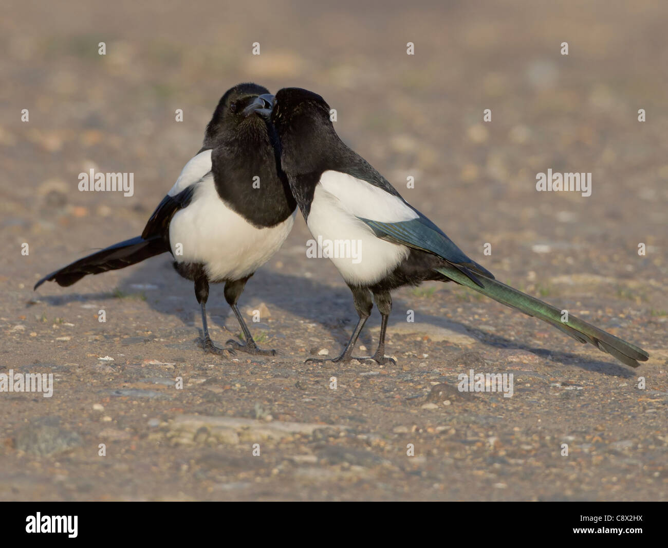 Gazze Pica pica avente un bacio mentre stava in piedi sul suolo Foto Stock