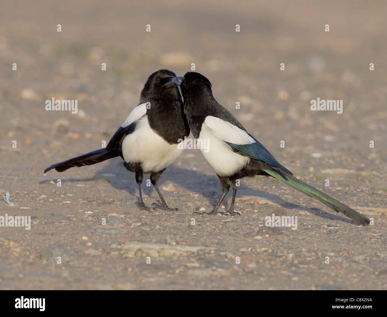 Gazze Pica pica avente un bacio mentre stava in piedi sul suolo Foto Stock