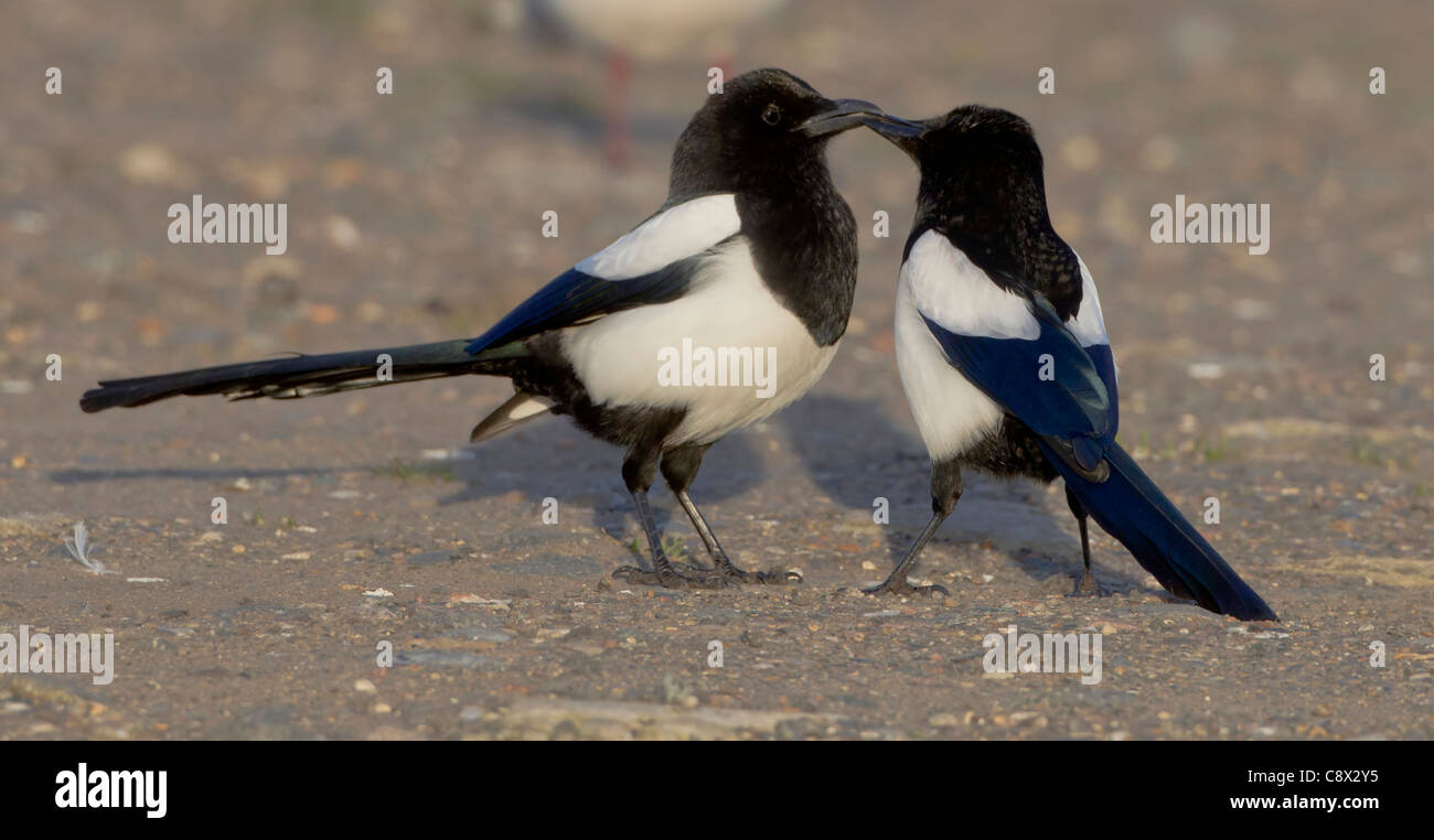 Gazze Pica pica avente un bacio mentre stava in piedi sul suolo Foto Stock
