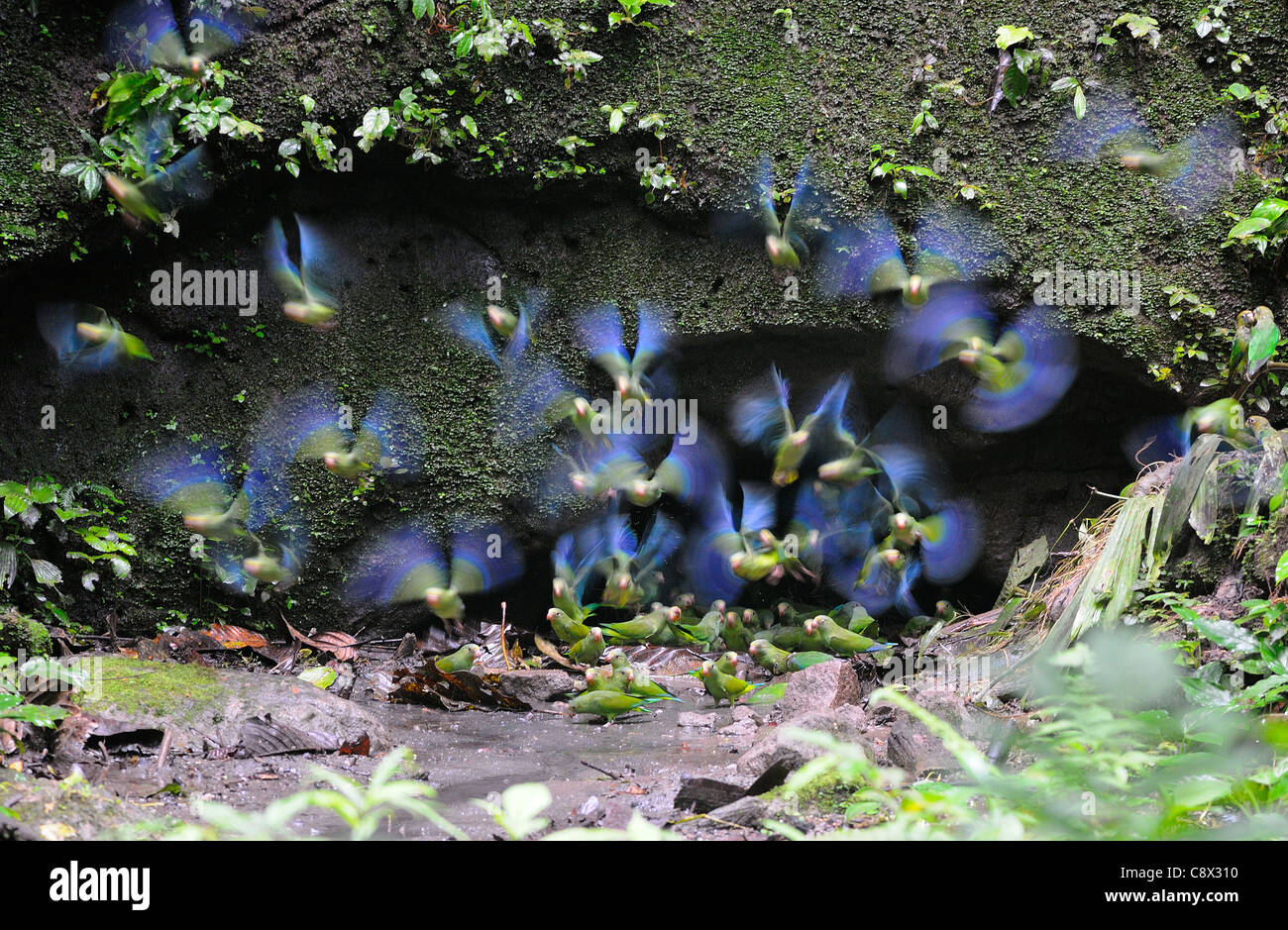 Cobalto-winged parrocchetto (Brotogeris cyanoptera) gruppo volare da argilla leccare, Yasuni National Park, Ecuador Foto Stock