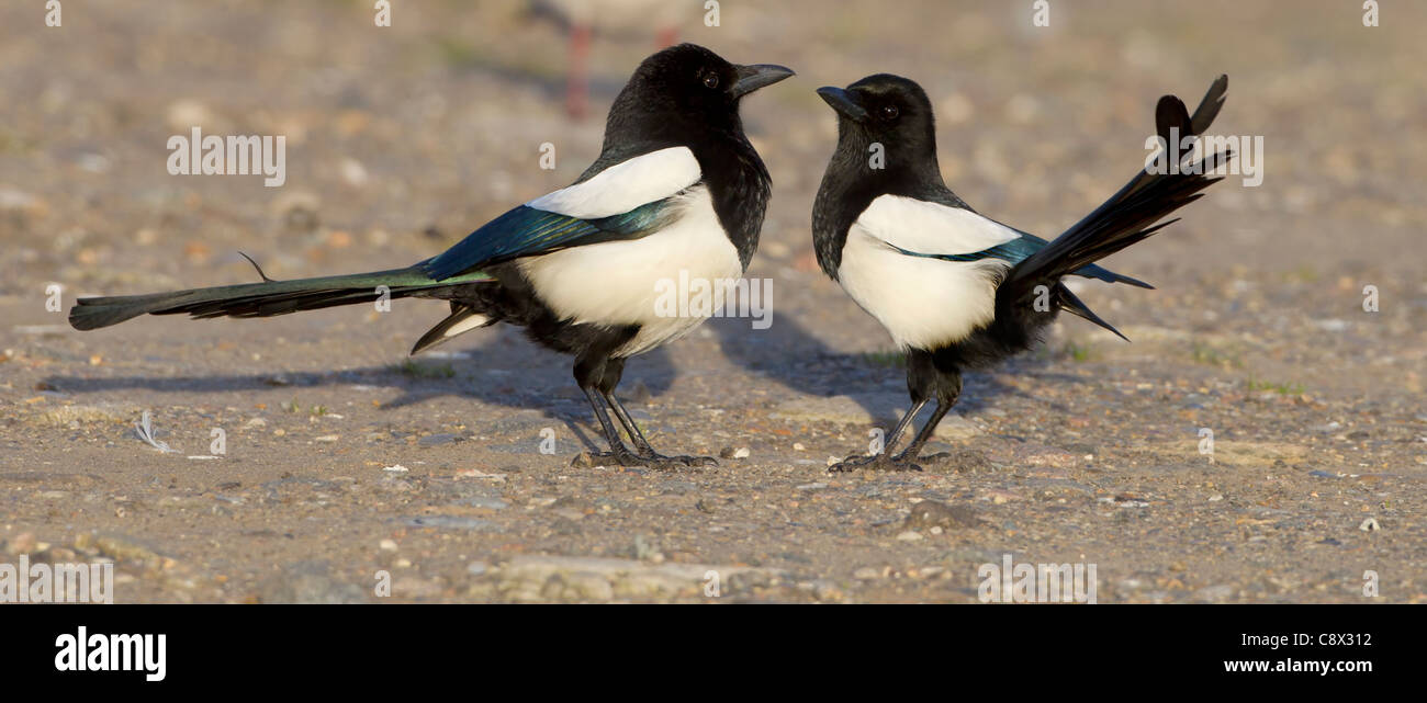 Gazze Pica pica avente un bacio mentre stava in piedi sul suolo Foto Stock