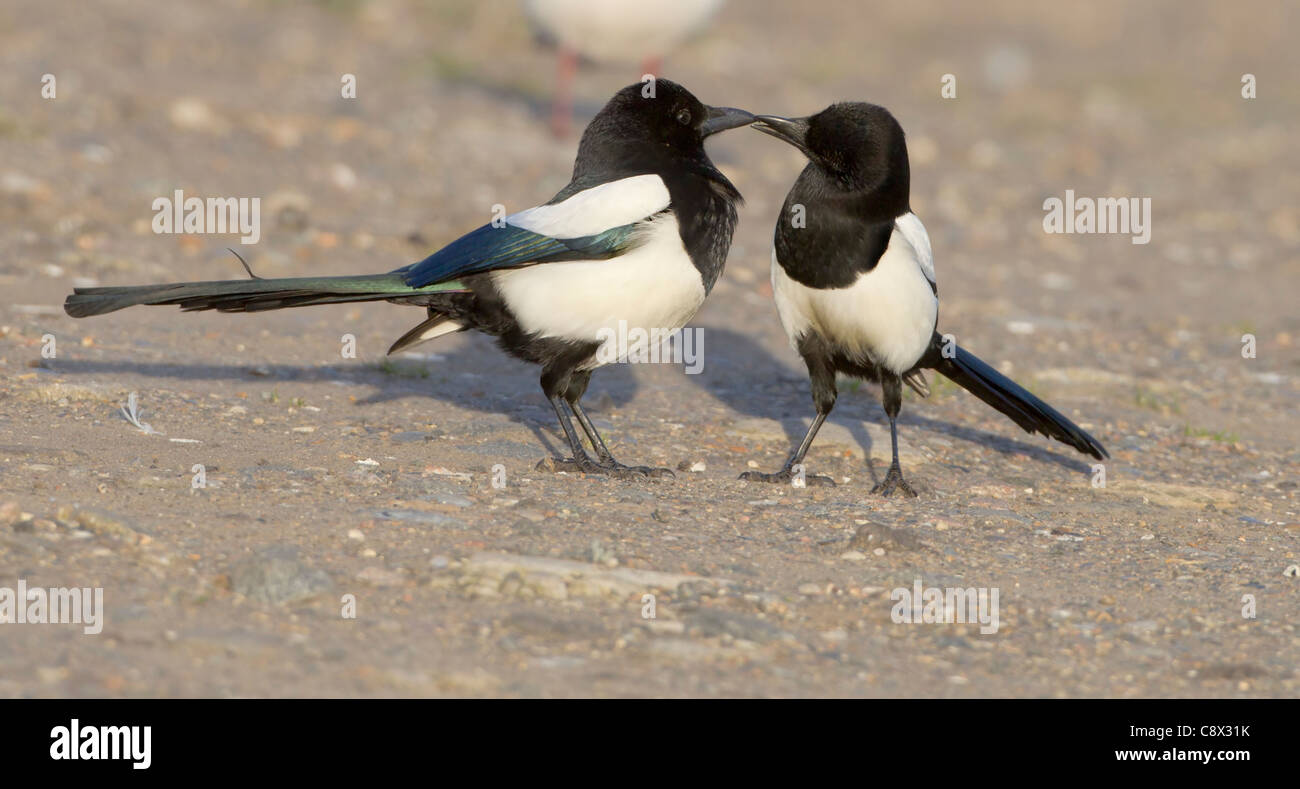 Gazze Pica pica avente un bacio mentre stava in piedi sul suolo Foto Stock
