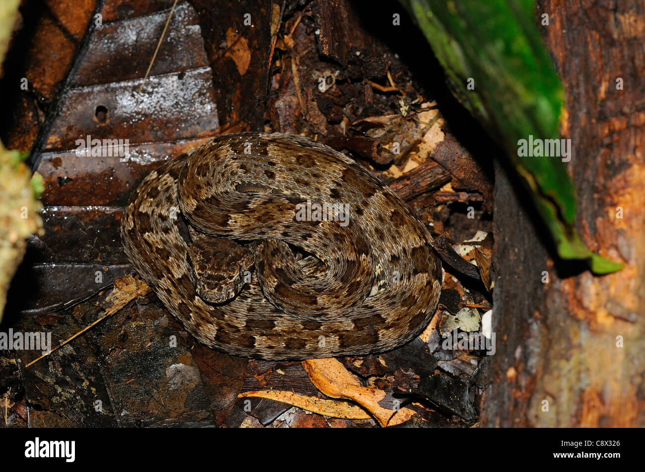 Fer de Lance Snake (Bothrops asper) giovani snake rannicchiato sul suolo della foresta, tra figliata di foglia, Yasuni National Park, Ecuador Foto Stock