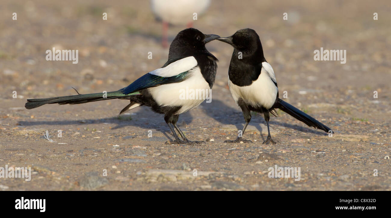 Gazze Pica pica avente un bacio mentre stava in piedi sul suolo Foto Stock