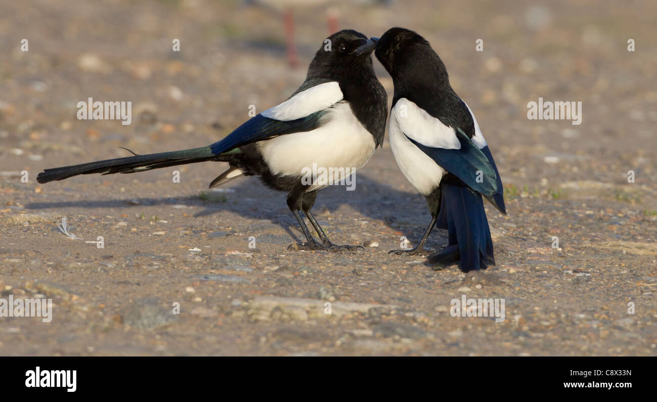 Gazze Pica pica avente un bacio mentre stava in piedi sul suolo Foto Stock