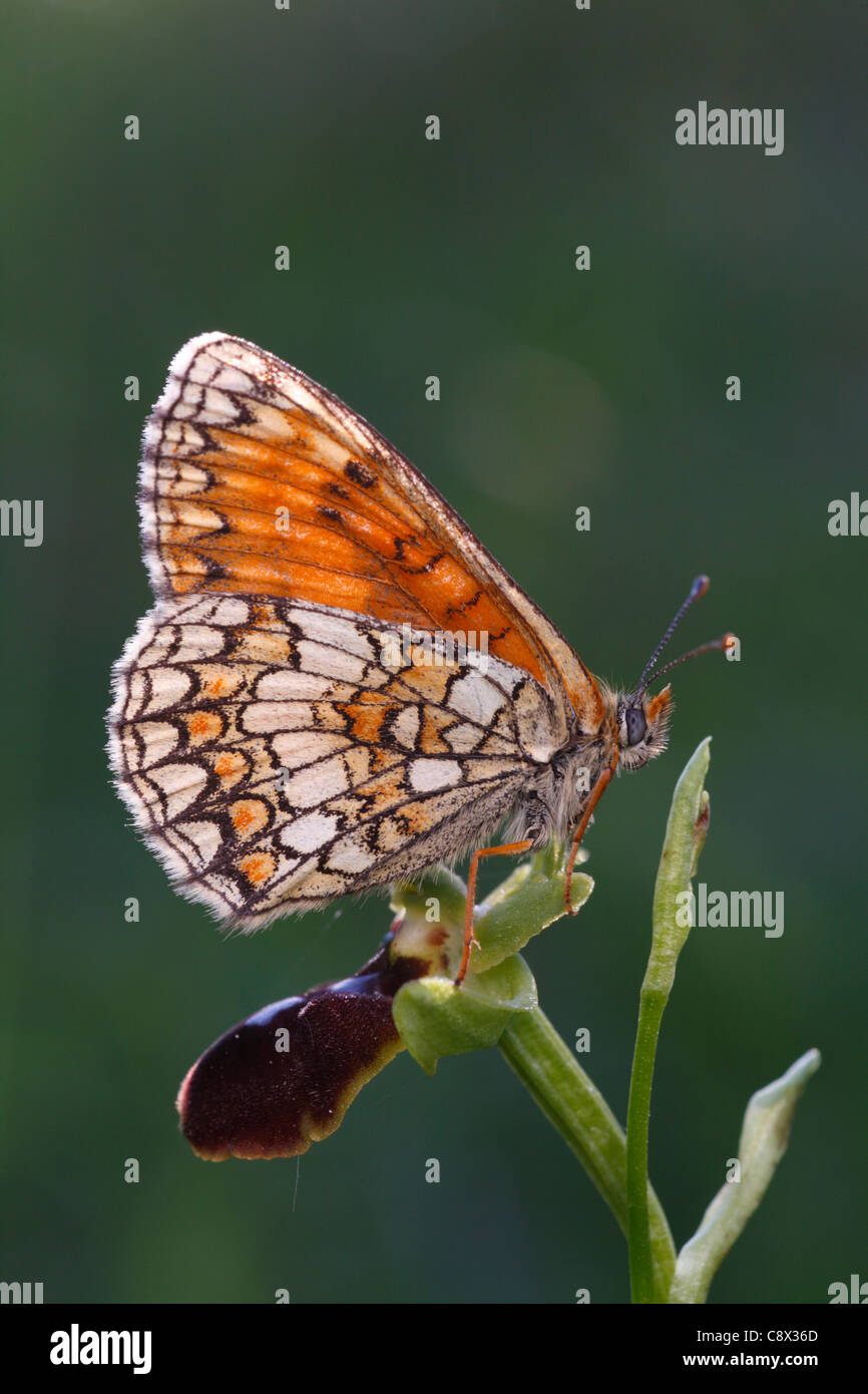 Heath Fritillary butterfly (Mellicta athalia) sono ' appollaiati su un early-spider Orchid. Pirenei Ariège, Francia. Foto Stock