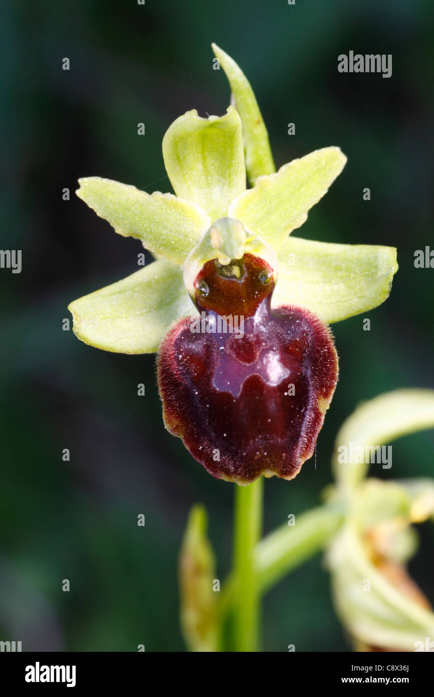 Inizio Spider Orchid (Ophrys sphegodes) fioritura. Pirenei Ariège, Francia. Maggio. Foto Stock