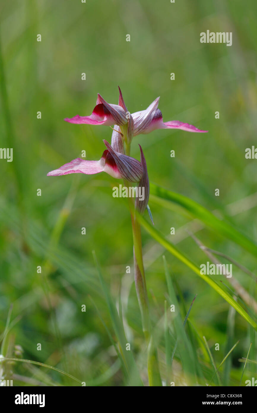 Linguetta Orchidea (Serapias lingua) fioritura. Pirenei Ariège, Francia. Maggio. Foto Stock