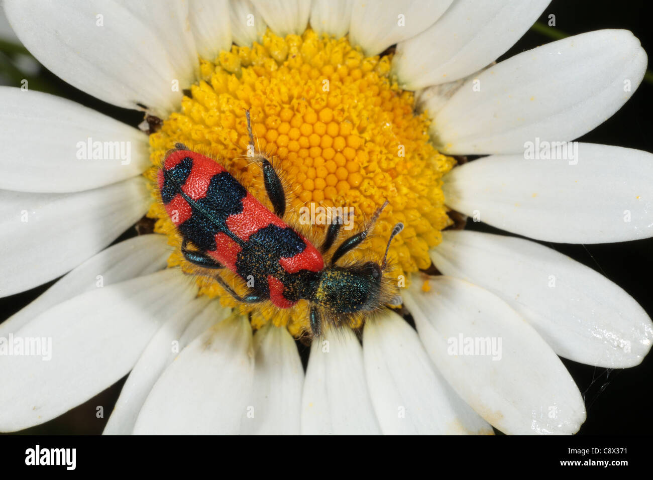 Bee Beetle (Trichodes apiarius) alimentazione in una Margherita occhio di bue fiore. Pirenei Ariège, Francia. Maggio. Foto Stock