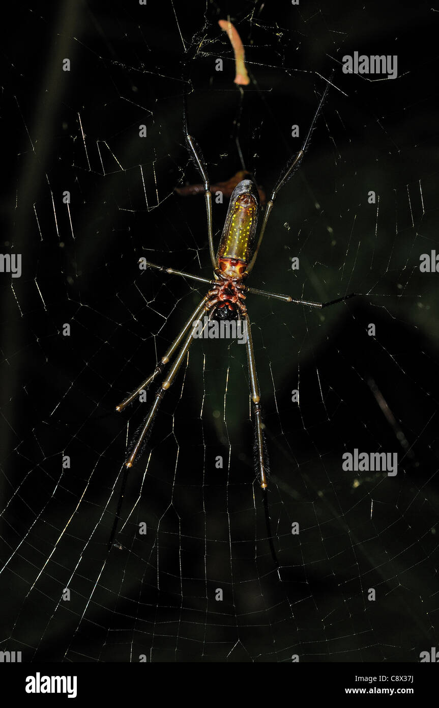 Seta dorata Spider (Nephila clavipes) a riposo sul web, la visualizzazione della parte inferiore, Yasuni National Park, Ecuador Foto Stock