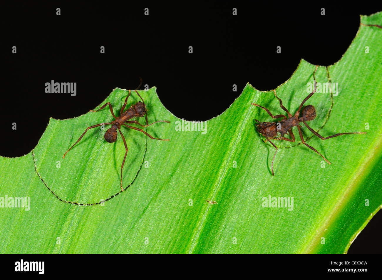 Leafcutter Ant (Atta specie) segmenti di taglio fuori della foglia, Yasuni National Park, Ecuador Foto Stock