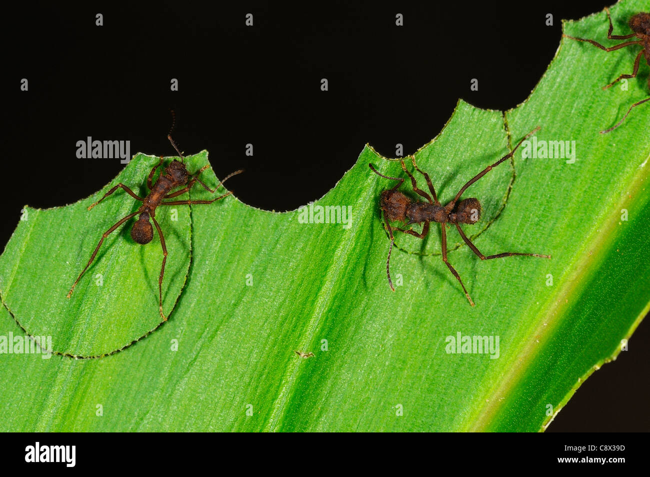 Leafcutter Ant (Atta specie) segmenti di taglio fuori della foglia, Yasuni National Park, Ecuador Foto Stock