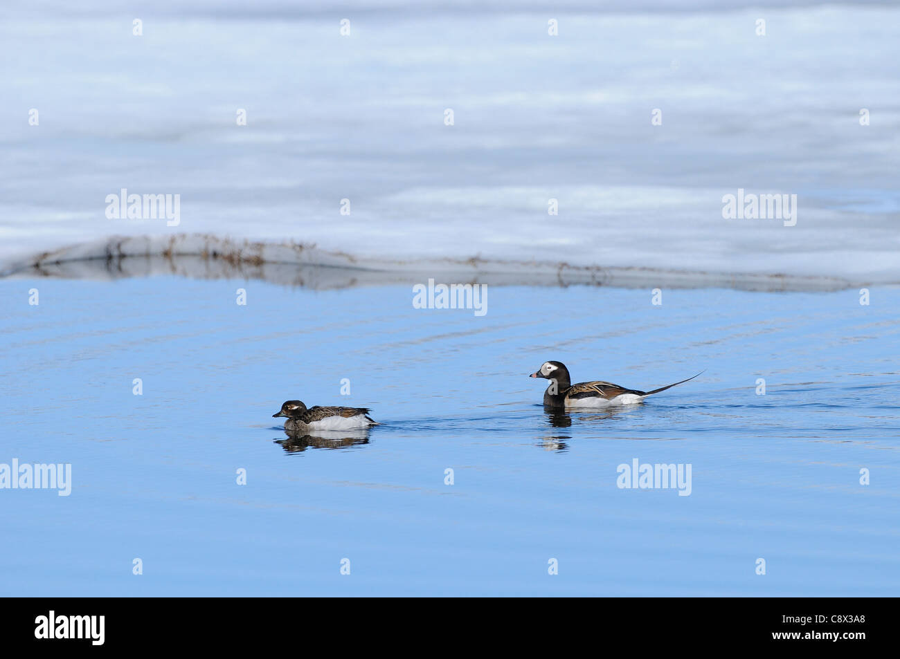 Long-tailed Duck (hyernalis clangula) adulto maschio e femmina di nuoto insieme sul lago artico, in estate piumaggio di allevamento, Varang Foto Stock