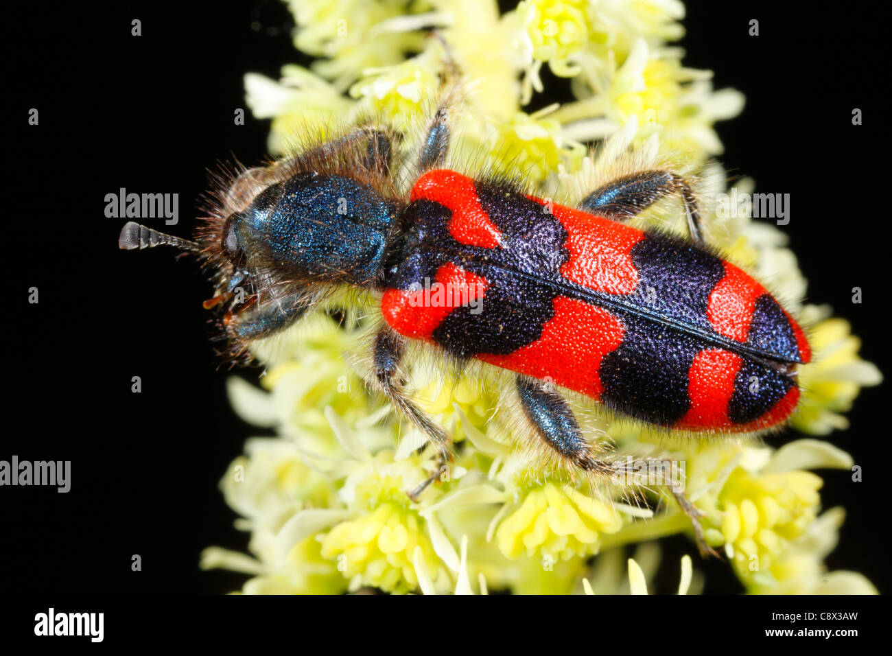 Bee Beetle (Trichodes apiarius) alimentazione su Wild Mignonette. Sul Causse de Gramat, lotto regione, Francia. Maggio. Foto Stock