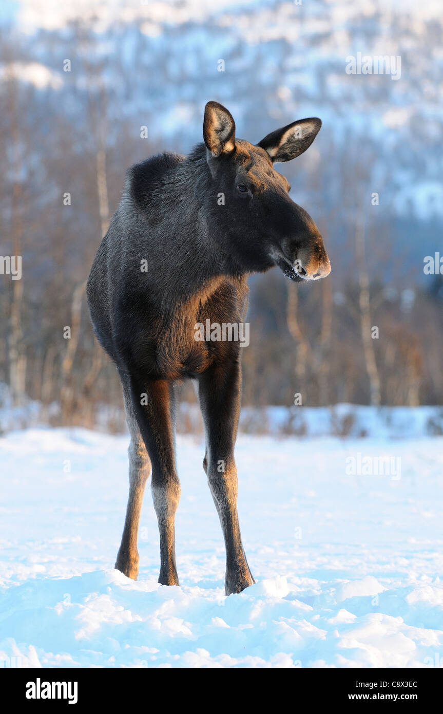 Alci europea (Alces alces) in piedi nella neve, Norvegia Foto Stock