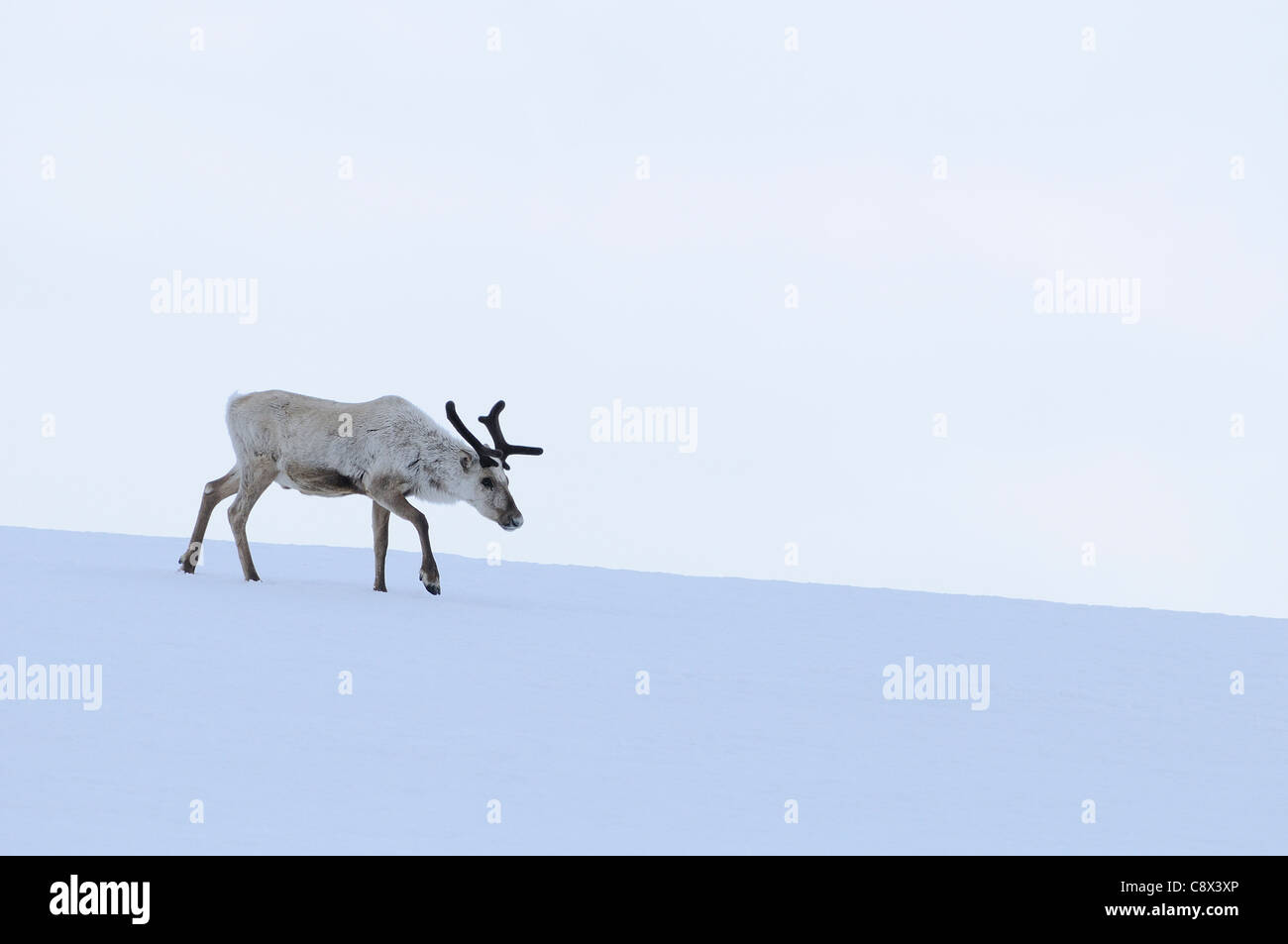 Renne (Rangifer tarandus) animale solitarie passeggiate sulla neve, Finlandia Foto Stock