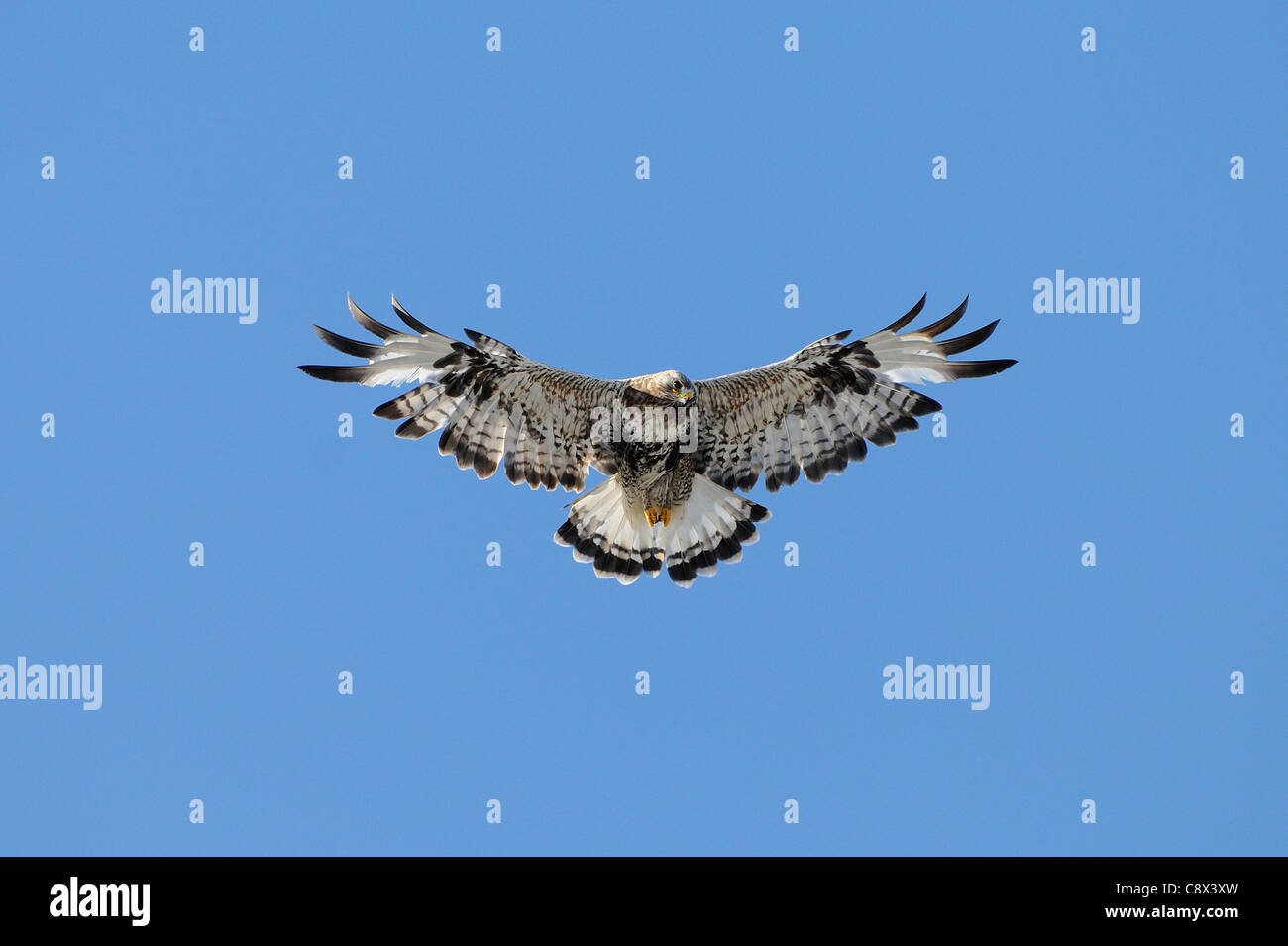 Rough-zampe Poiana (Buteo lagopus) in volo, hovering, Varanger, Norvegia Foto Stock