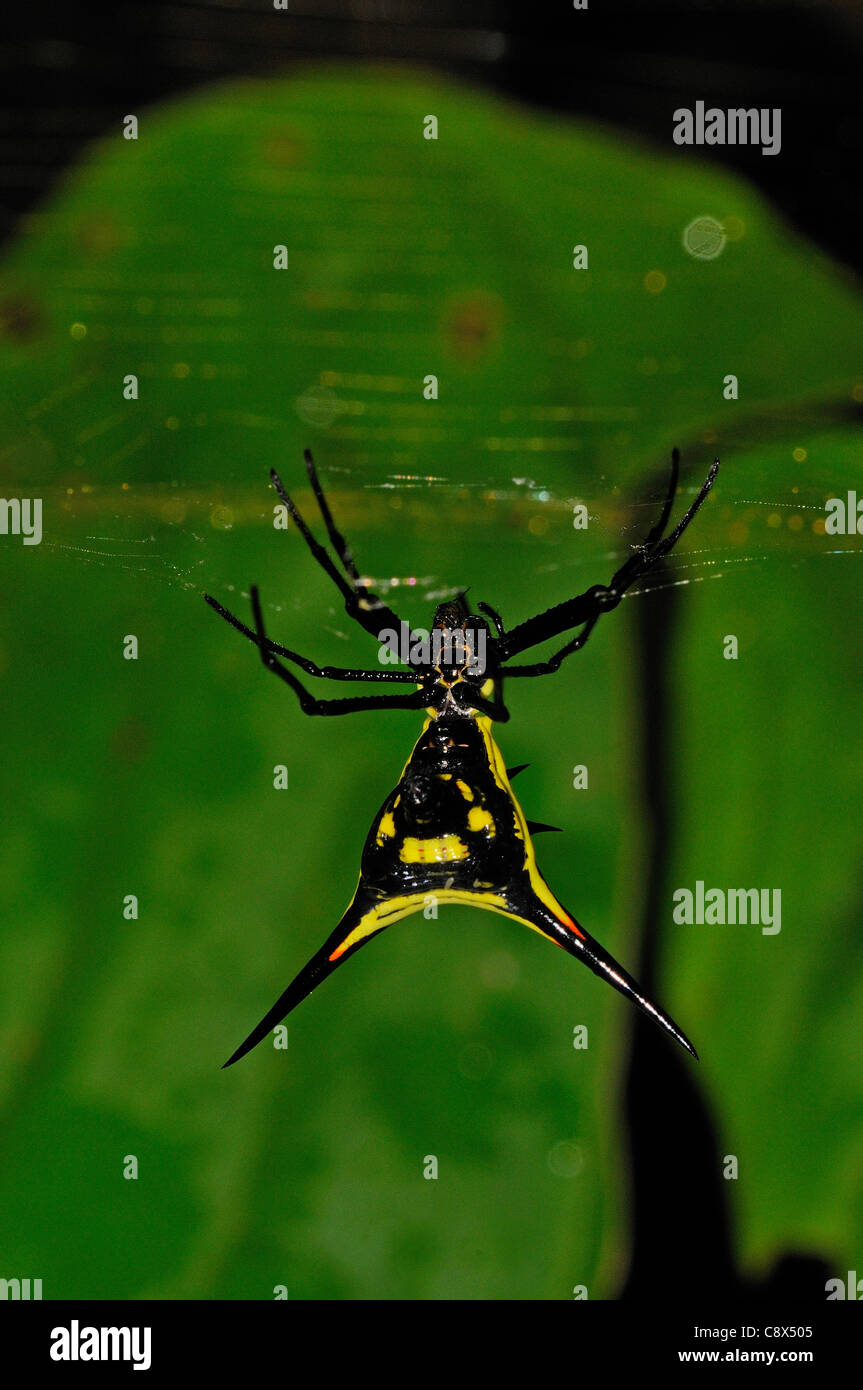 Amazon Spider (Micrathena specie) appeso alla sua web, Yasuni National Park, Ecuador Foto Stock