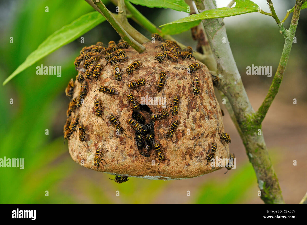 Communal Wasp (Vespidae) numerosi percorsi a piedi sulla superficie di nido, nido appeso a Bush, Yasuni National Park, Ecuador Foto Stock