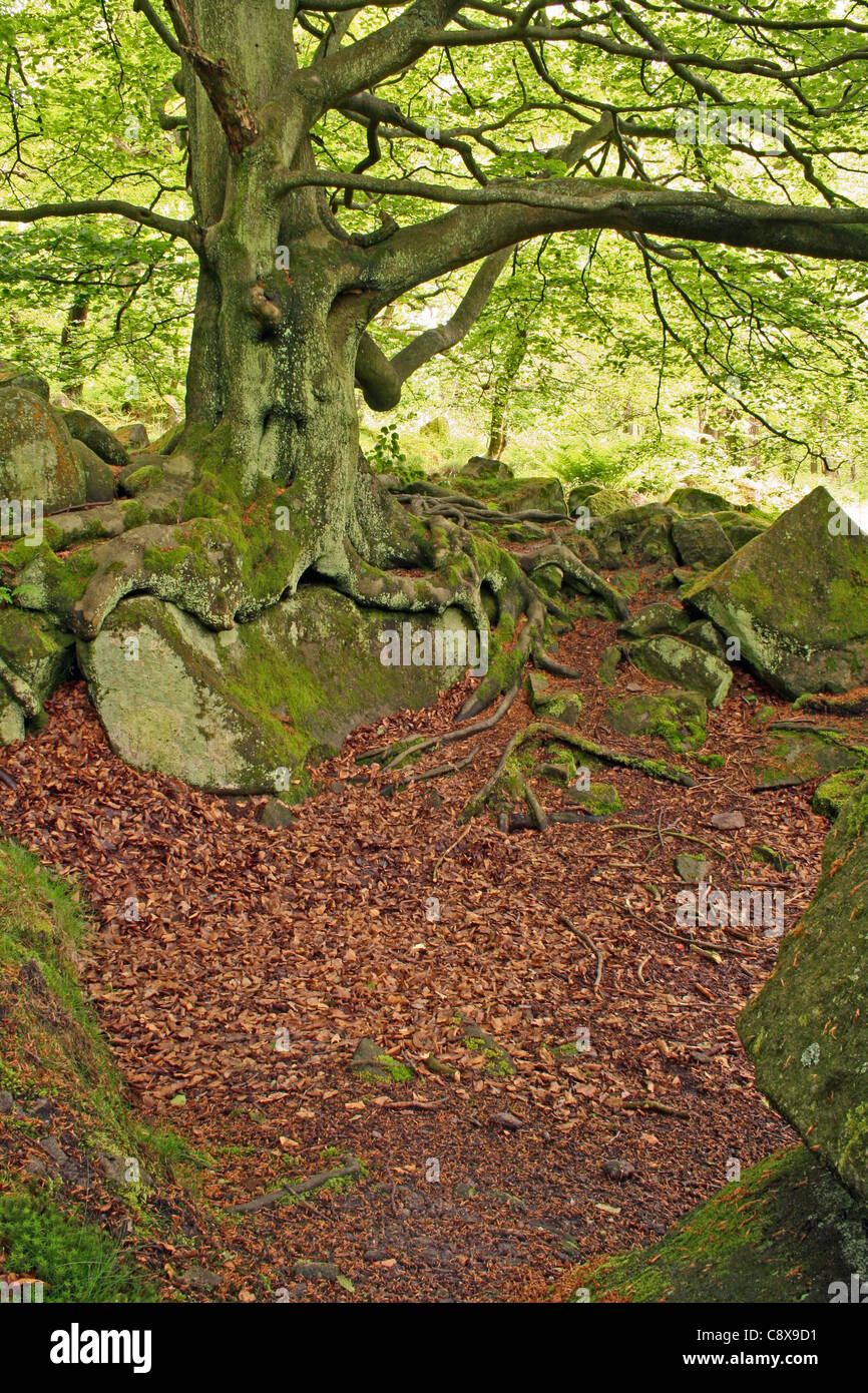 Il vecchio albero incantato Foto Stock