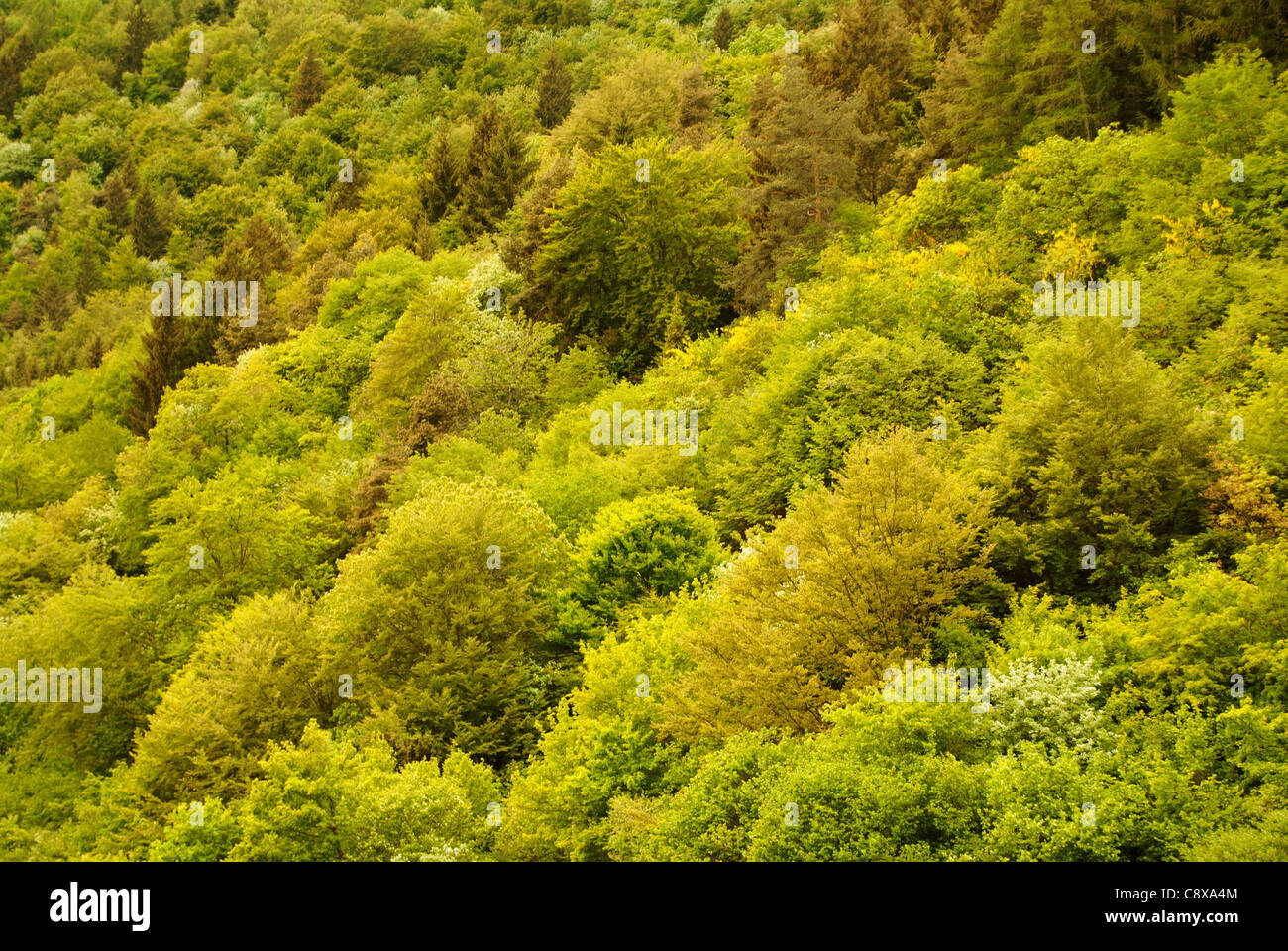 Vista di Aspen e foreste di pini nel paese trentino, trento, Italia Foto Stock