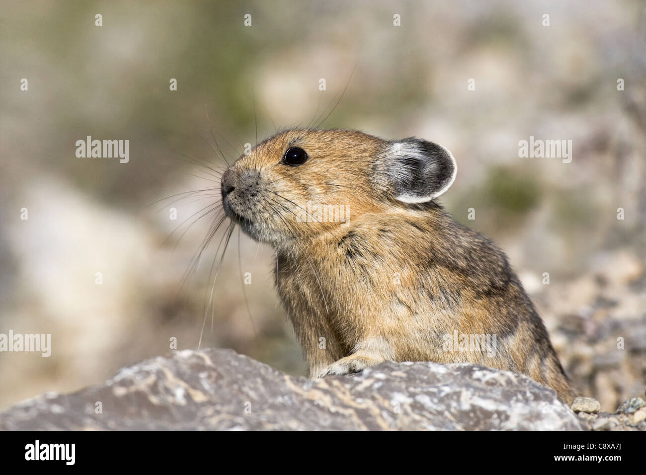 Un messaggio di avviso e di vigile Pika Foto Stock