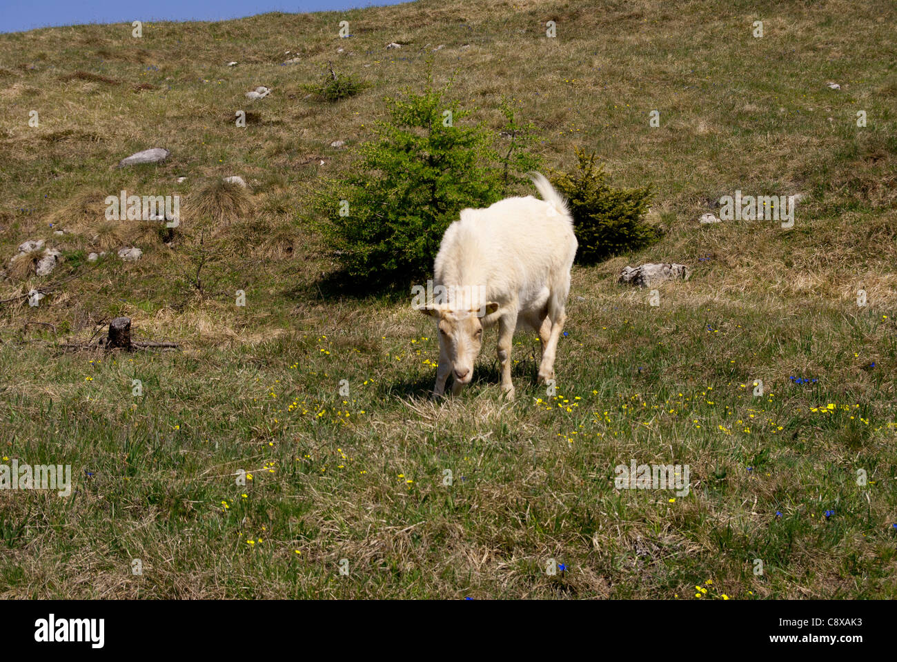 Una capra in un pascolo con una collina erbosa in background Foto Stock
