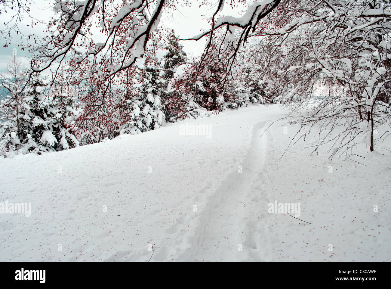 Congelati gli alberi del bosco invernale in Trentino, Italia Foto Stock