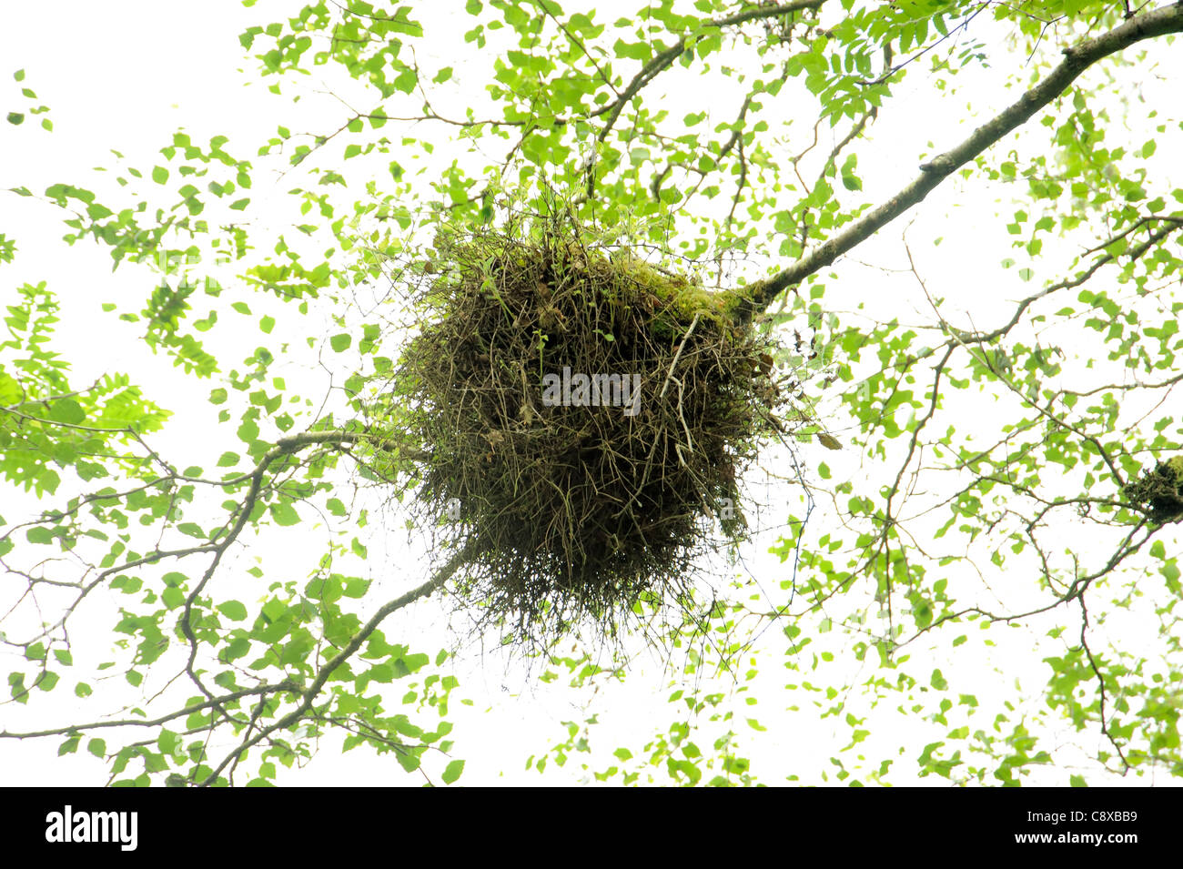 Witches broom, Taphrina betulina malattia in betulla Foto Stock