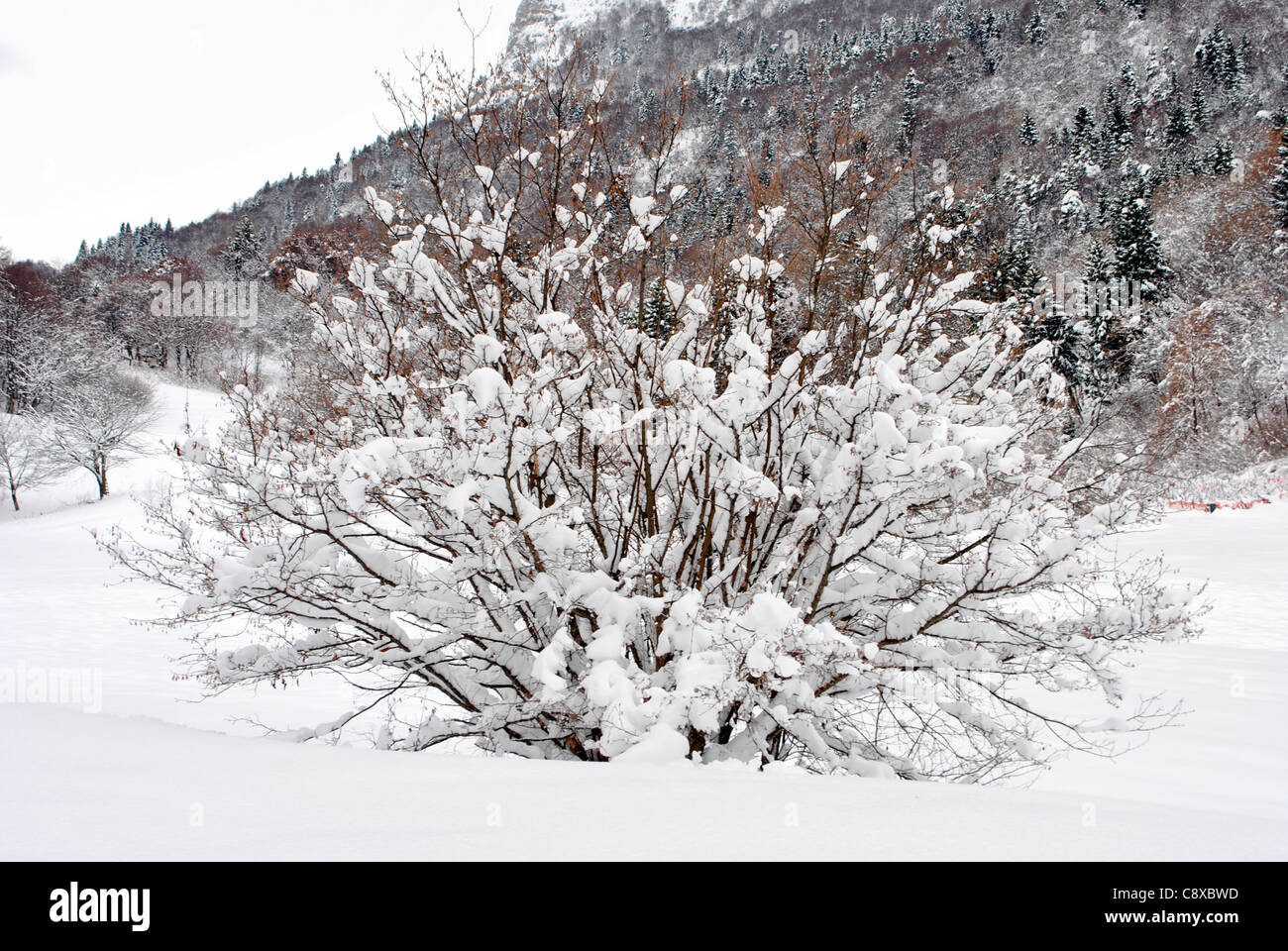 Congelati gli alberi del bosco invernale in Trentino, Italia Foto Stock