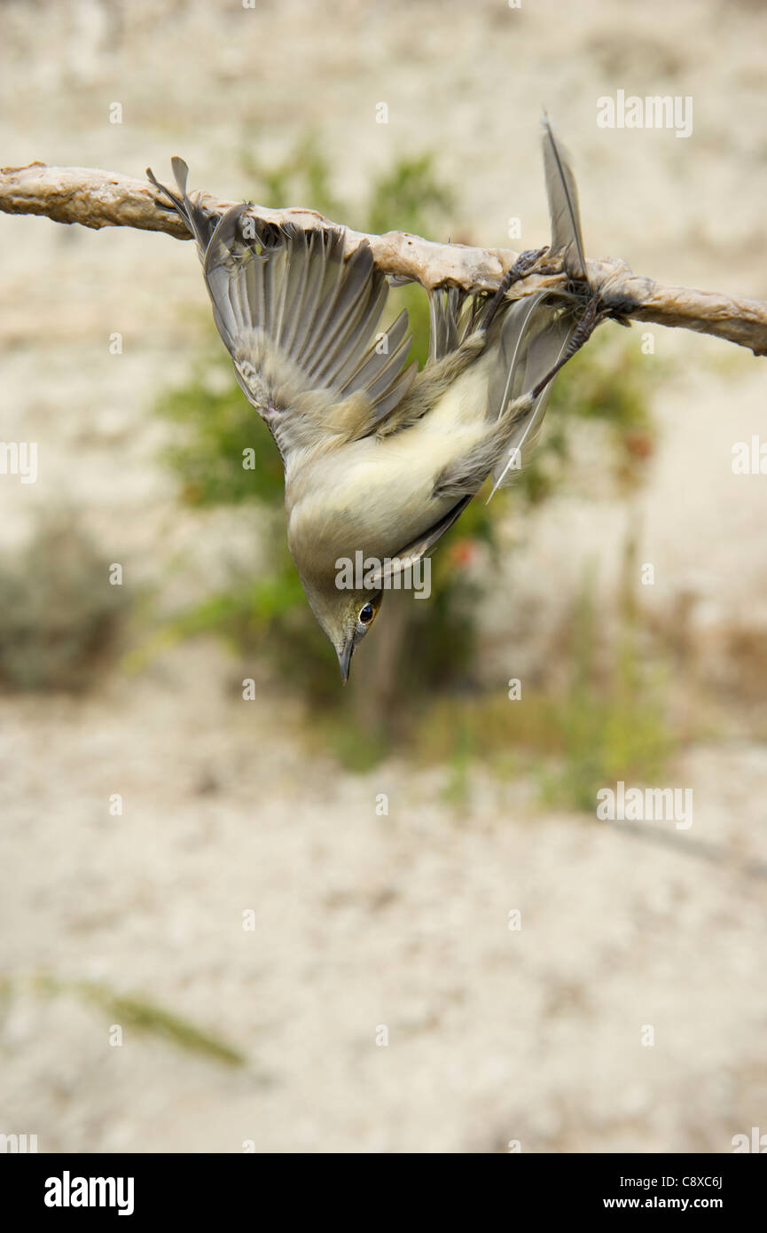 Capinera Sylvia atricapilla illegalmente intrappolati sulla limestick per uso come ambelopulia Cipro Foto Stock