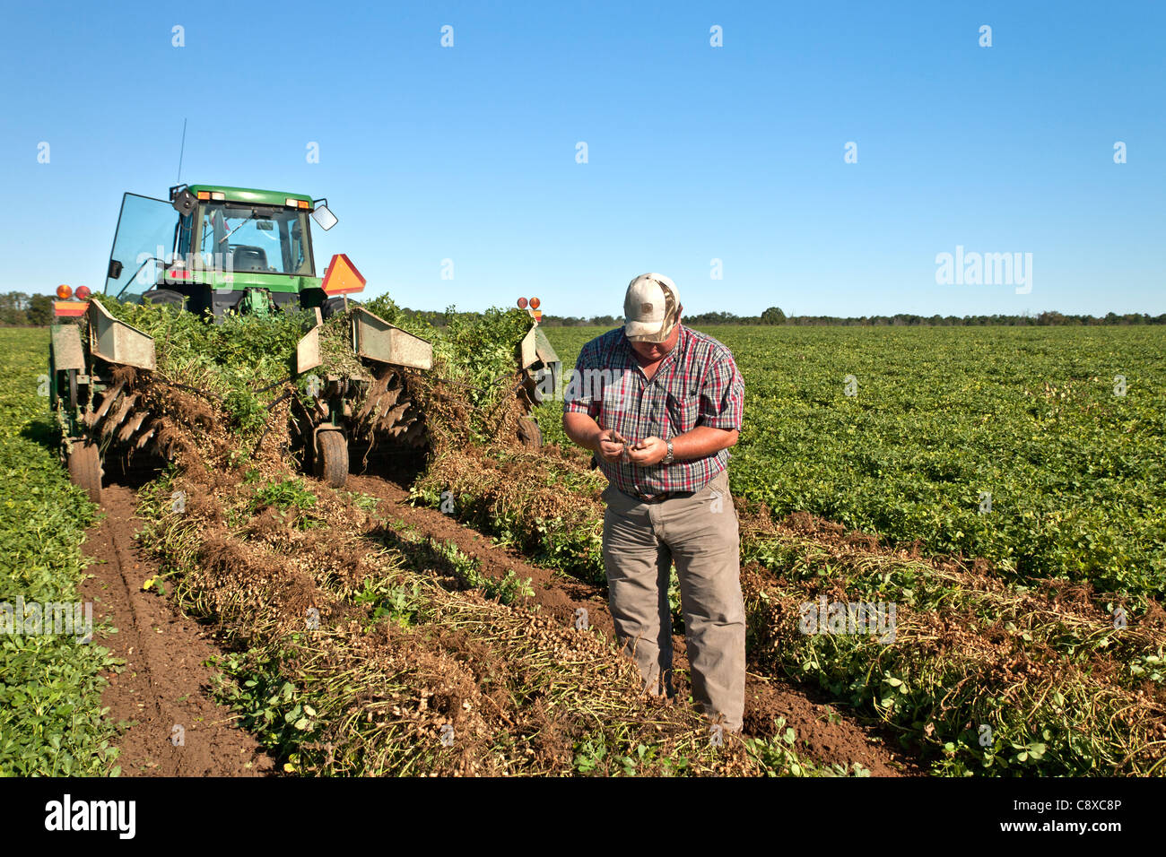 Agricoltore ispezione invertito il raccolto di arachidi, trattore John Deere. Foto Stock