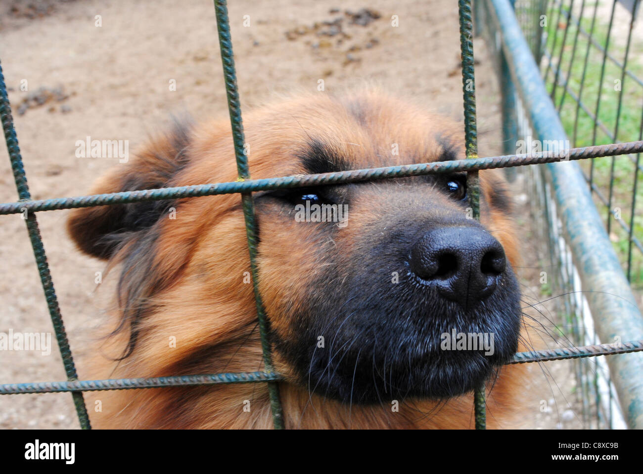 Primo piano di una gabbia del cane Foto Stock
