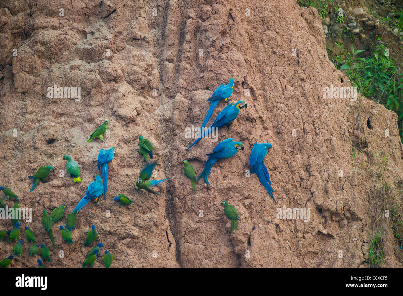 Il blu e il giallo pappagalli ara ararauna a creta leccare Tambopata Amazon Perù Foto Stock