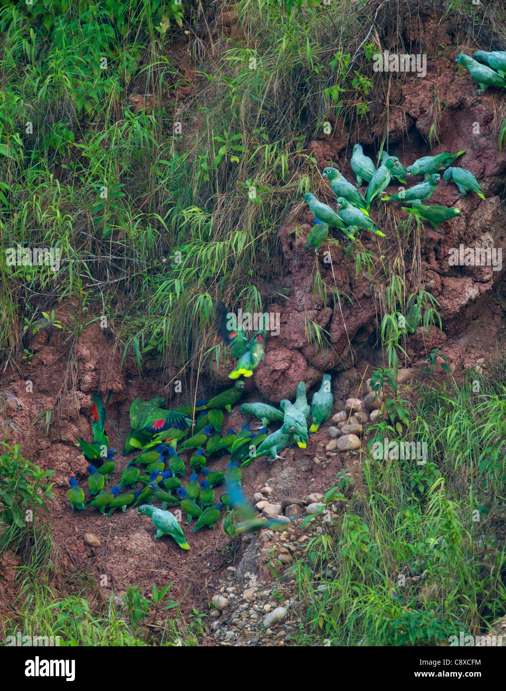 A testa azzurra (Pionus menstruus) e farinoso Pappagalli (Amazona farinosa) in corrispondenza di una argilla leccare Tambopata Peru Amazzonia Foto Stock