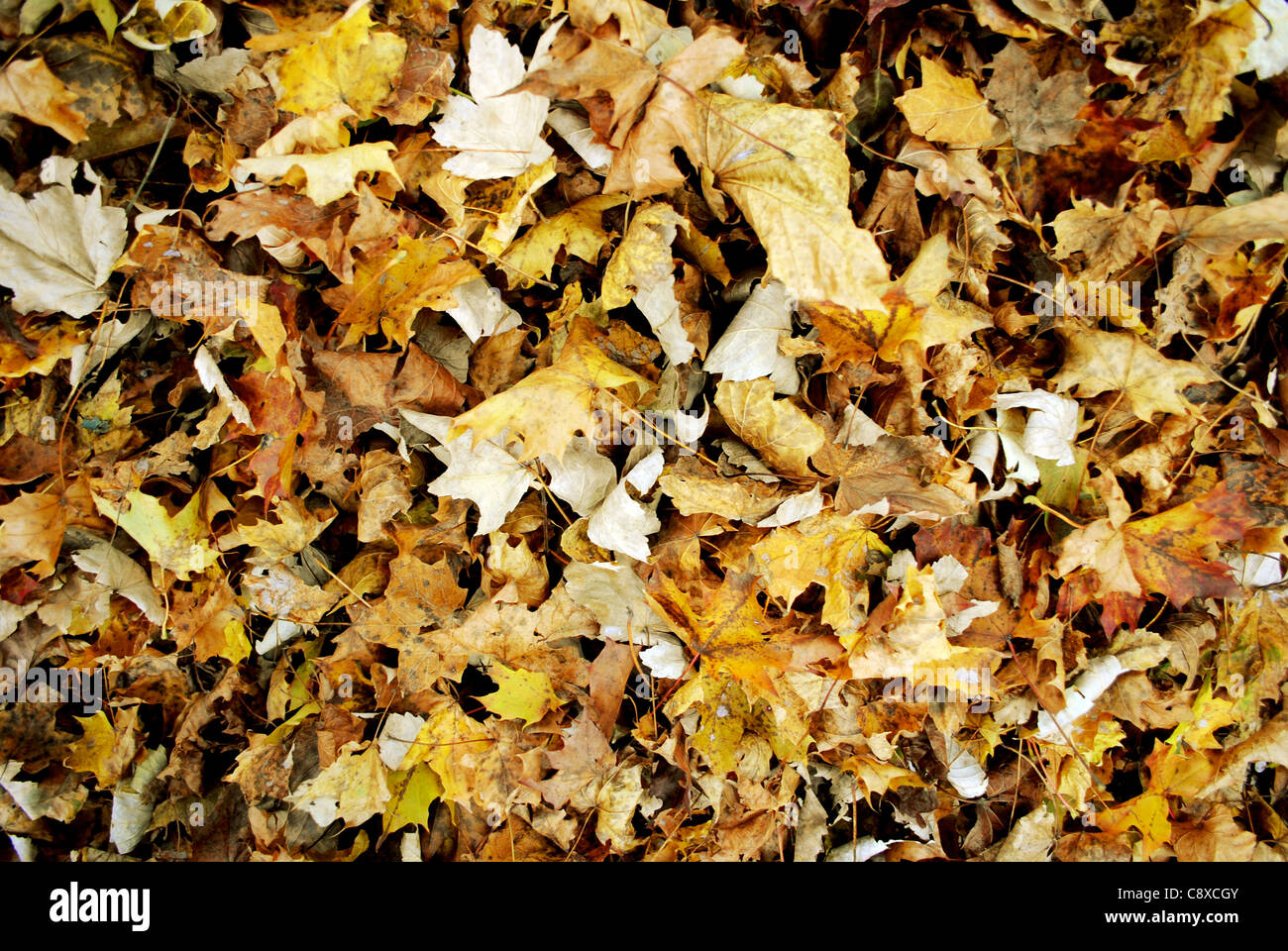 Sfondo colorato di foglie di autunno Foto Stock