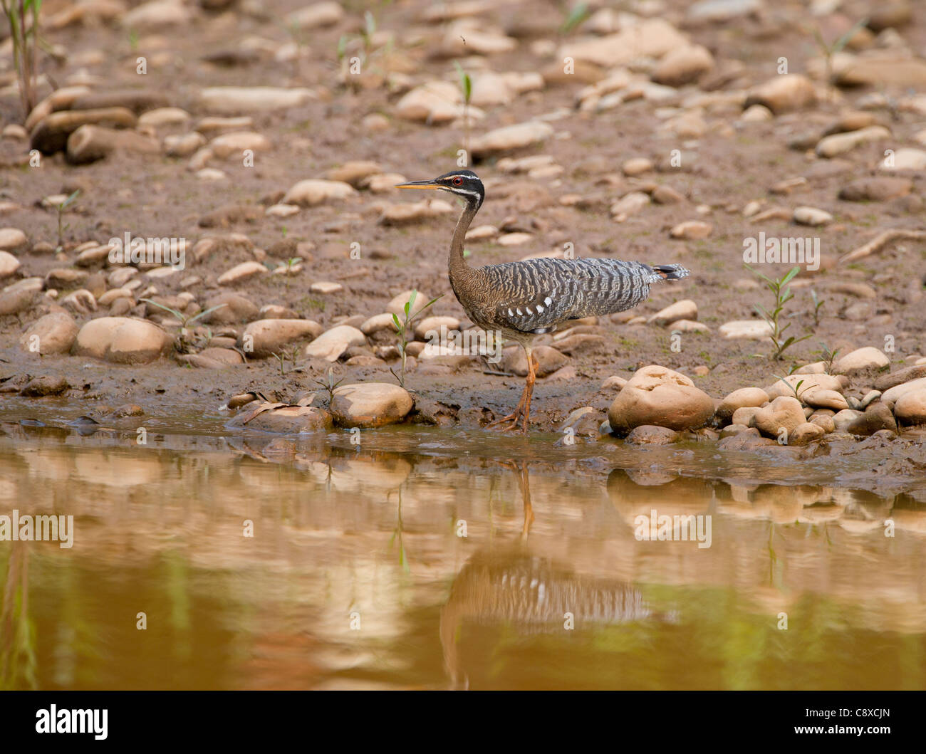 Sunbittern Eurypyga helias Amazon Perù Foto Stock