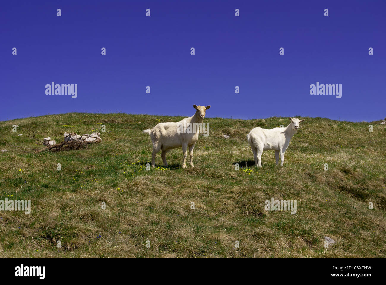Una capra in un pascolo con una collina erbosa in background Foto Stock
