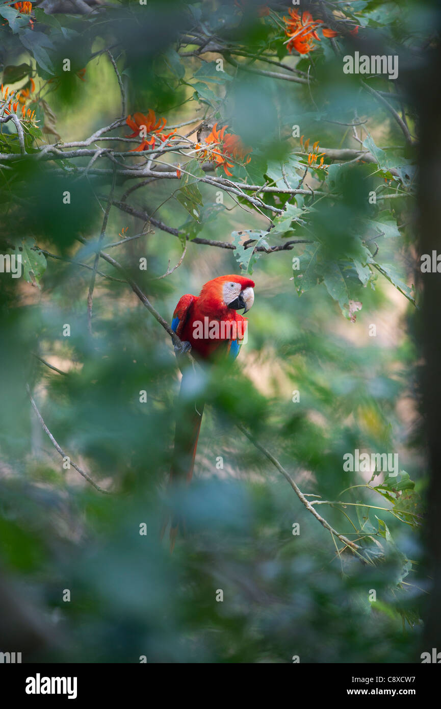 Il rosso e il verde Macaw Ara chloroptera Tambopata la foresta pluviale amazzonica del Perù Foto Stock