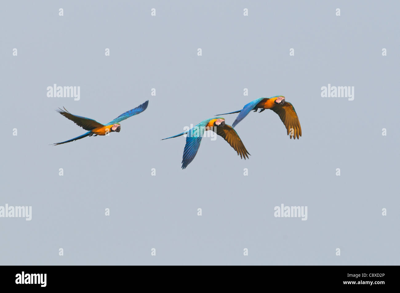 Blu e Giallo Macaw Ara ararauna Tambopata Amazon Perù Foto Stock