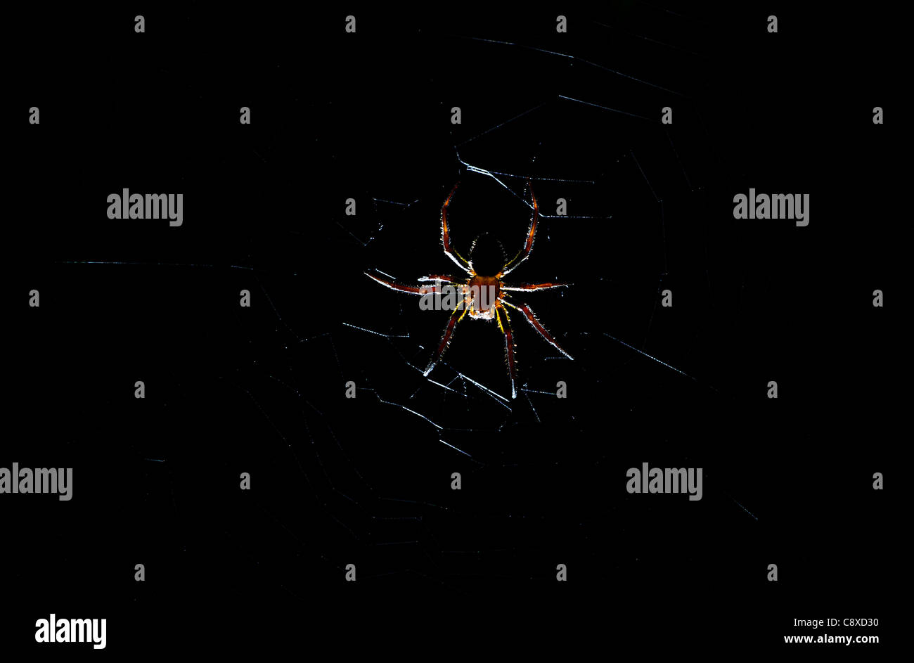 Tessitura di Orb Spider sp. Araneida sp. La foresta pluviale amazzonica Iquitos Perù Foto Stock