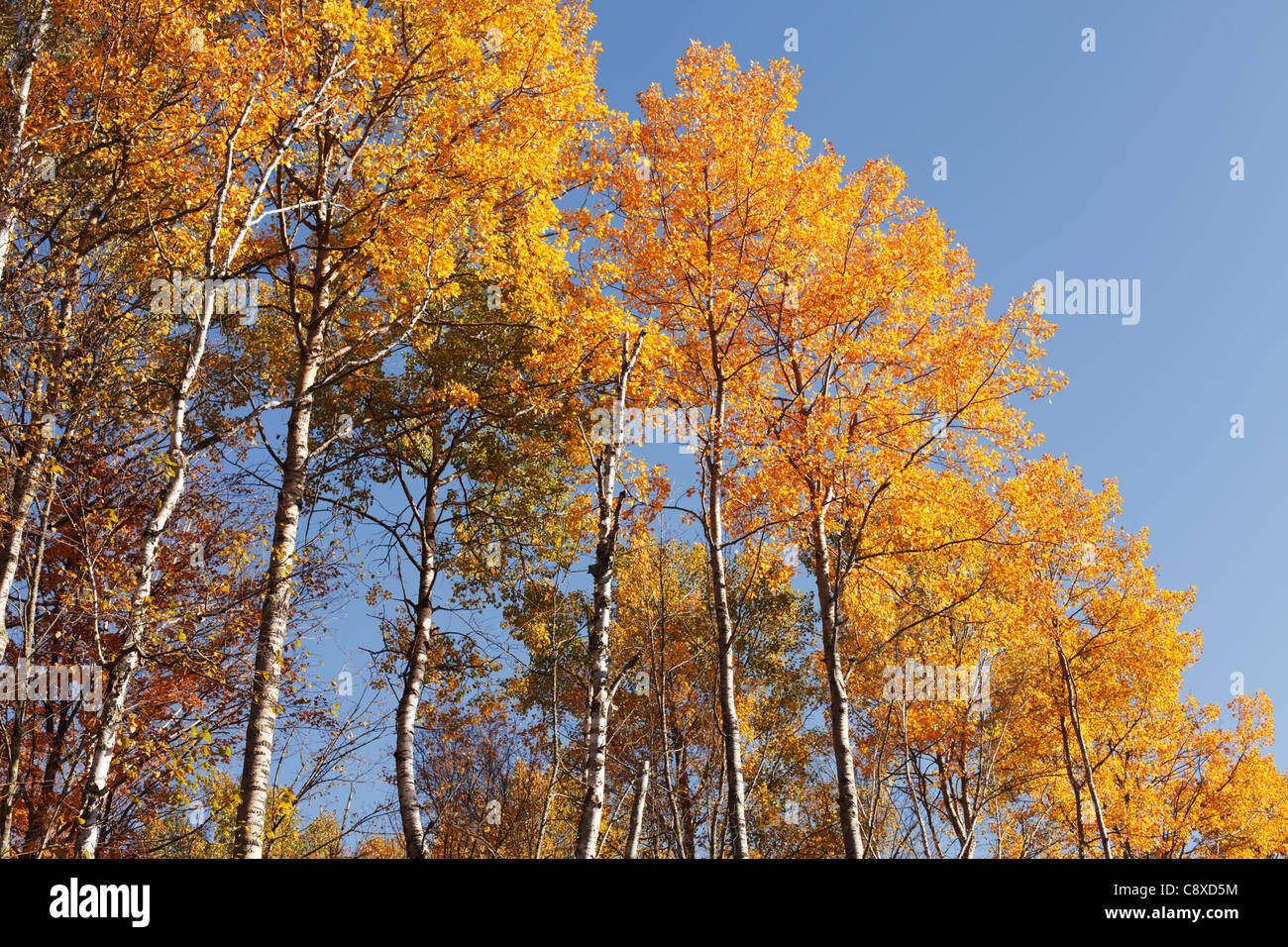 Vista autunnale di alti alberi di aspen nel nord del Minnesota. Foto Stock