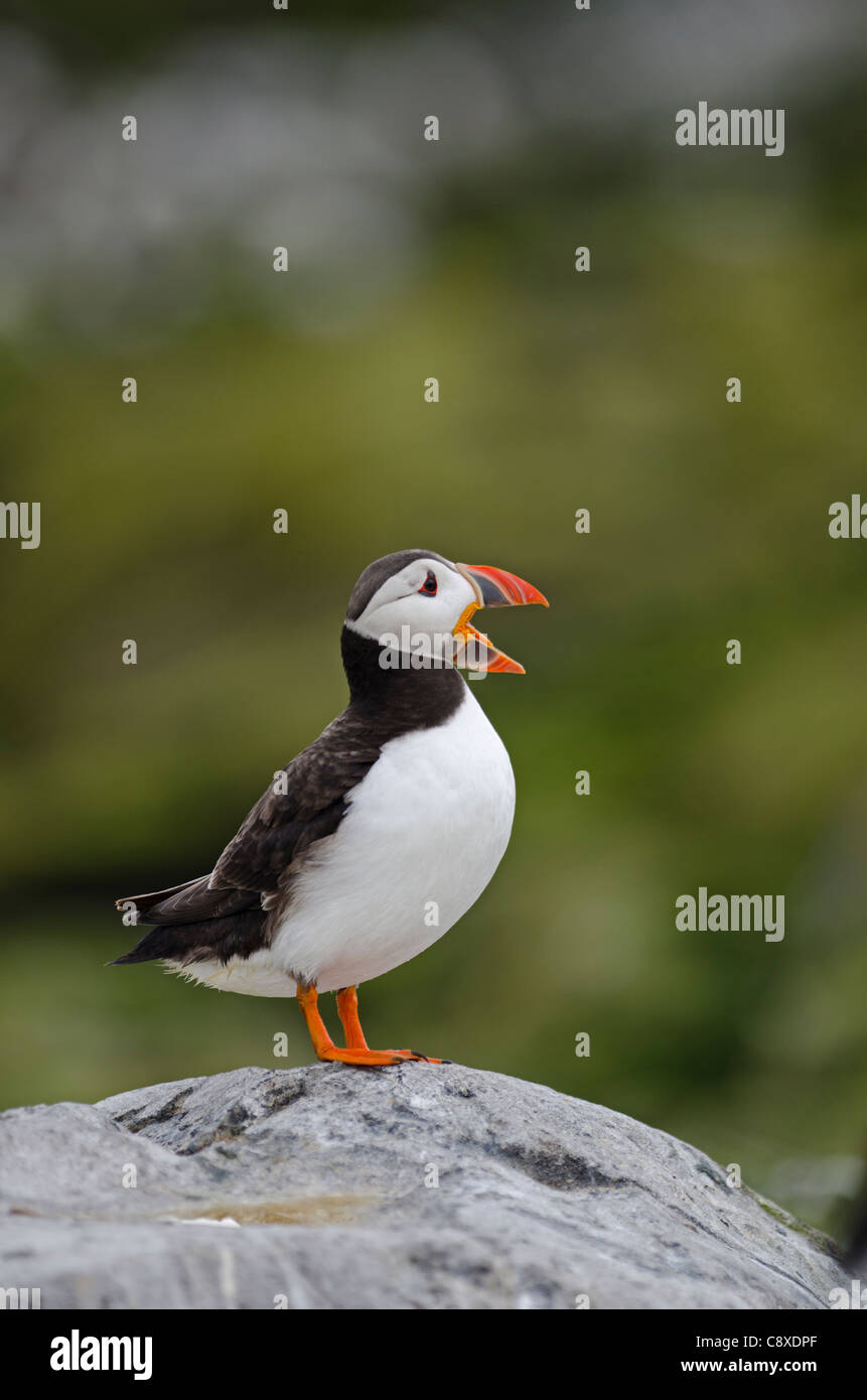 Puffin Fratercula arctica isole farne Northumberland Luglio Foto Stock