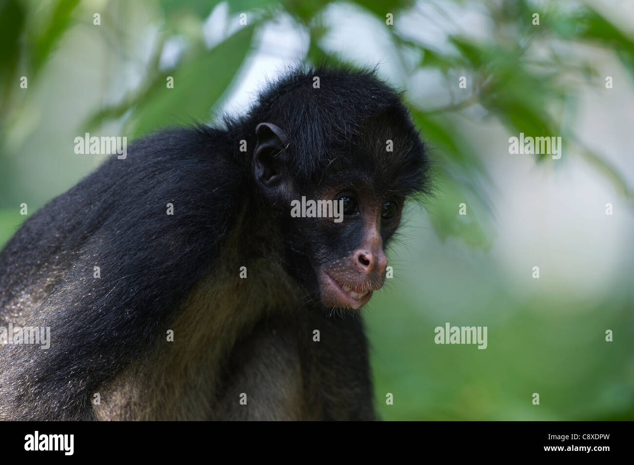 Black Spider Monkey Ateles paniscus chamek Amazon Perù Foto Stock