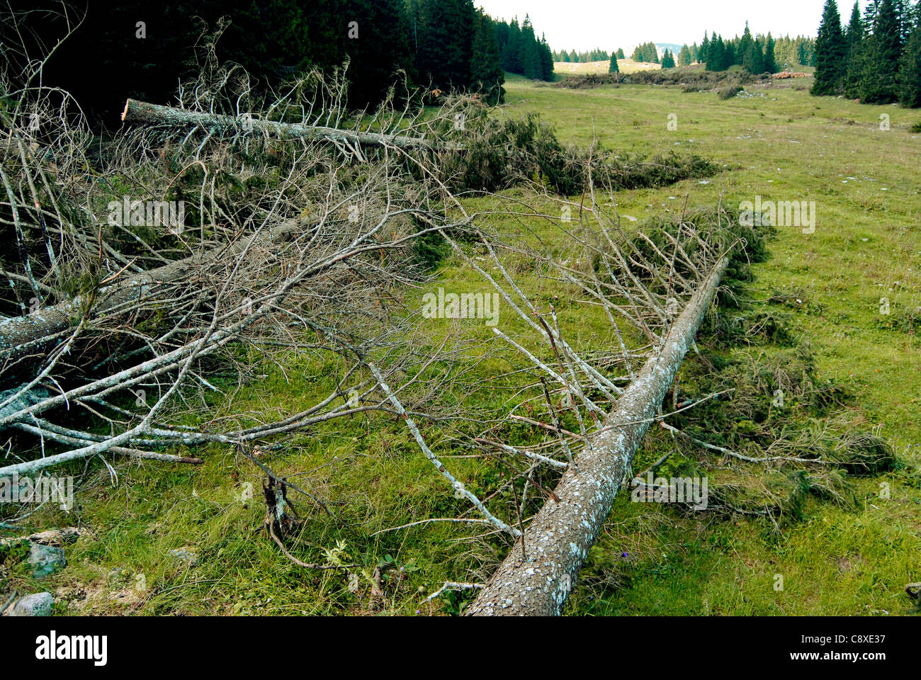 Tronchetti di legno a bordo della foresta di autunno . In Italia, Trentino Alto Adige Foto Stock