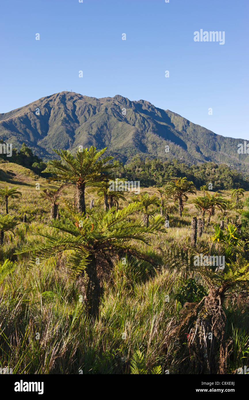 Pascoli alpini e cicadee a 9000 ft a Tari Gap in Southern Highlands di Papua Nuova Guinea Foto Stock